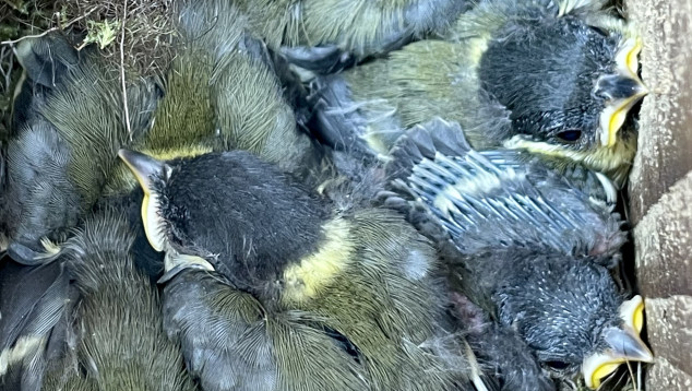 Jonge koolmezen in het nest
