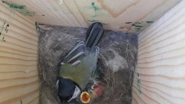 Koolmees met jongen van twee dagen oud in nestkast 138