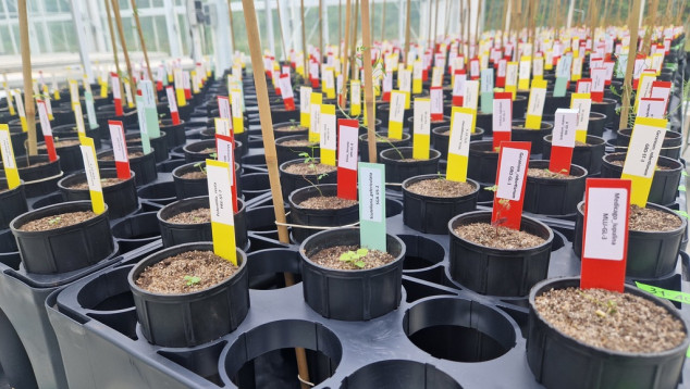 Greenhouse pot experiment