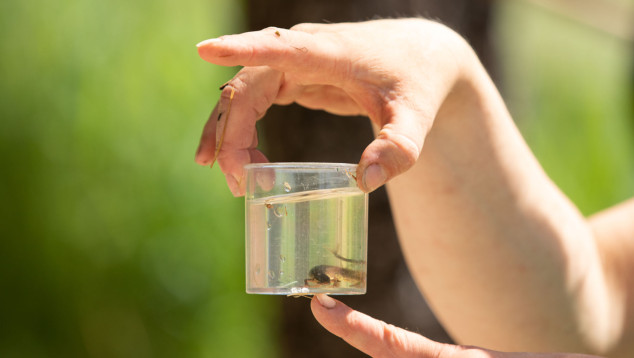 Waterbeestjes zoeken