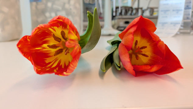 Los het tulpenmysterie op!