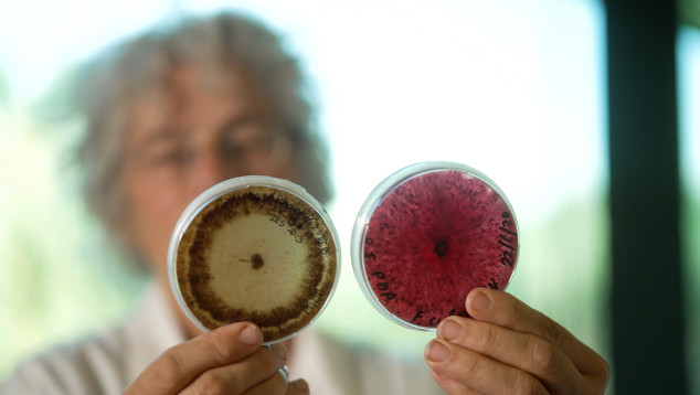 Stap in de wereld van microben