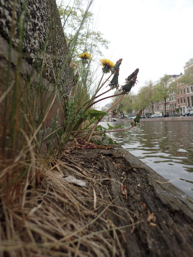 Stadse paardenbloem langs Amsterdamse gracht