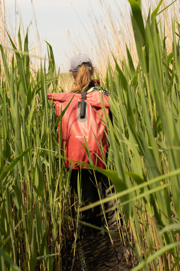 Ecoloog Kerstin Bouma loopt tussen het riet in het moeras van de Oostvaardersplassen