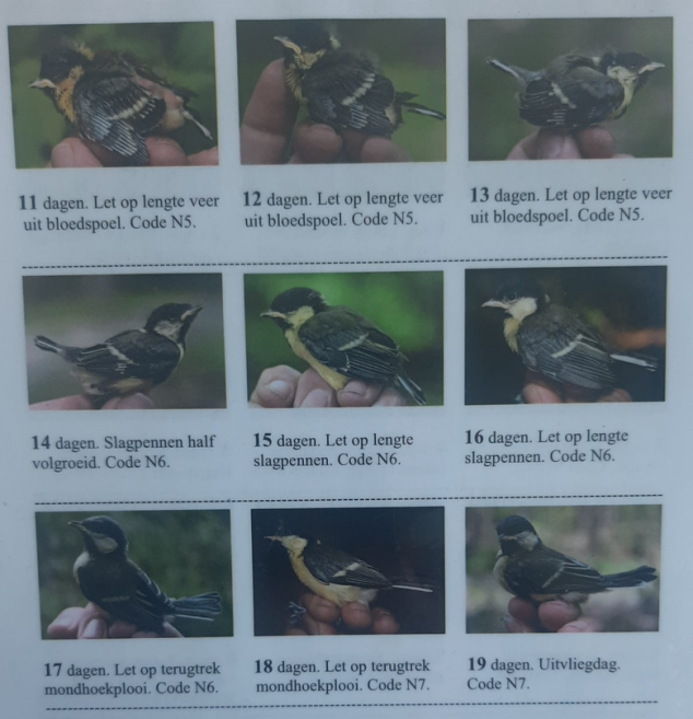Jonge koolmees
