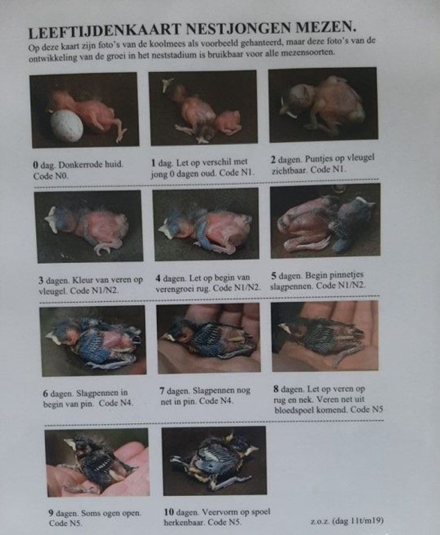 Leeftijden meesjongen