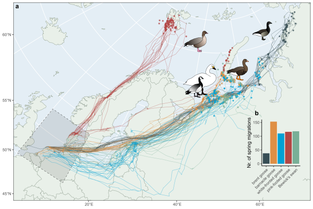 Voorjaarsmigraties en zenderdata van vijf in het Noordpoolgebied broedende watervogelsoorten 