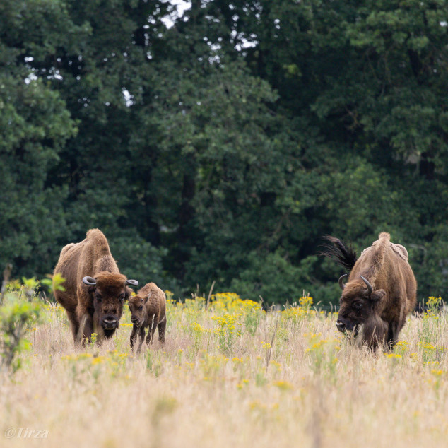 Wisenten grazen op de Veluwe