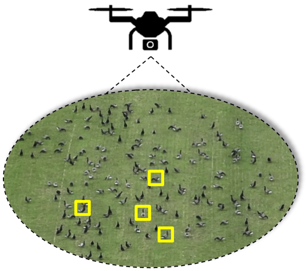 Done geese