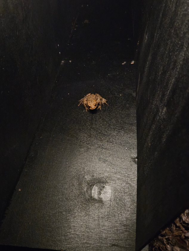 Toad