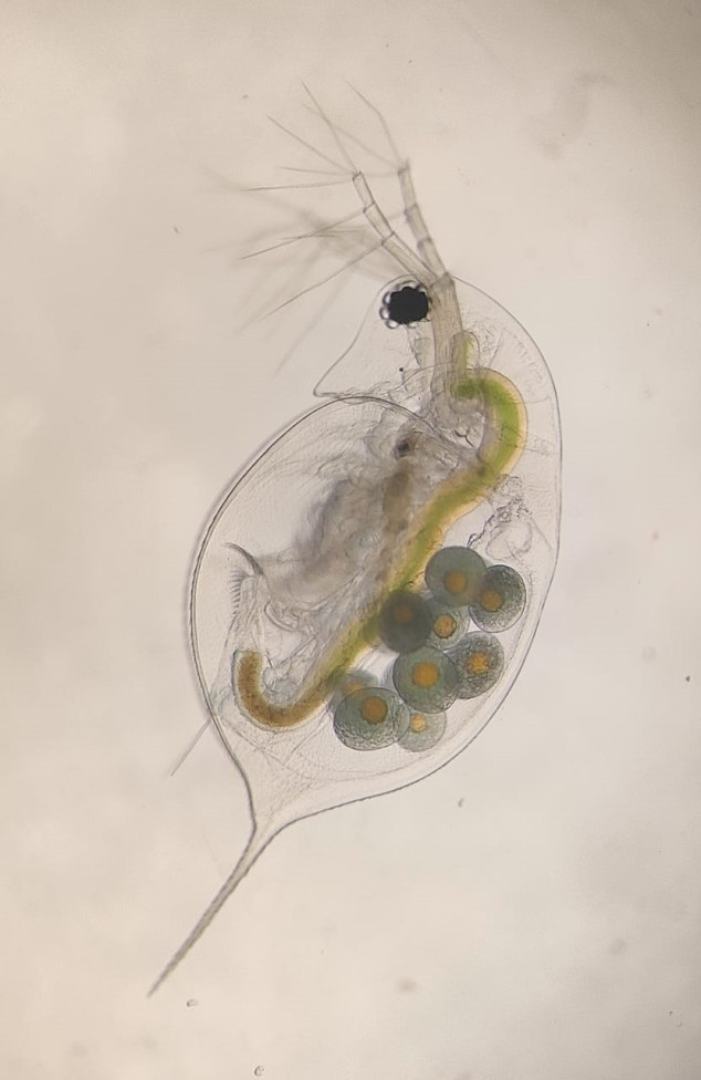 Daphnia watervlo