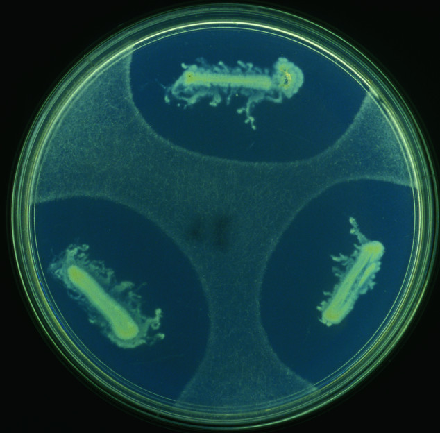 Bacterie-schimmel plaat