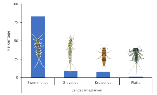 Eendagsvlieg soortgroepen