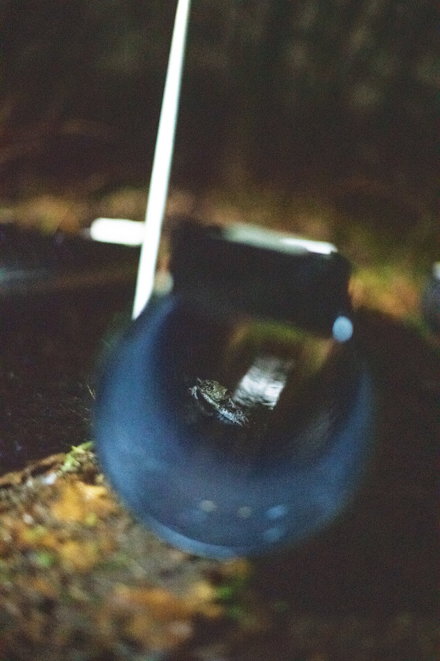 Pad in kleurlichtexperiment