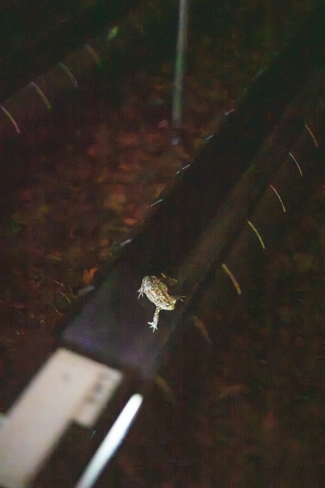 Pad in kleurlichtexperiment