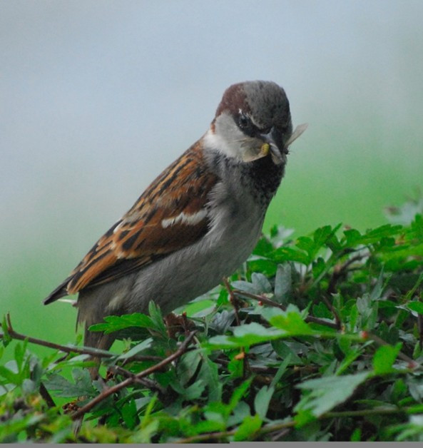 Male house sparrow carrying food for nestlings