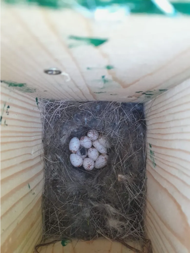 Nestkast 138 op 7 april 2026