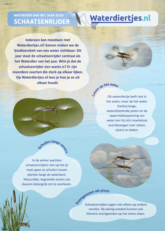Waterdiertjes flyer voorkant
