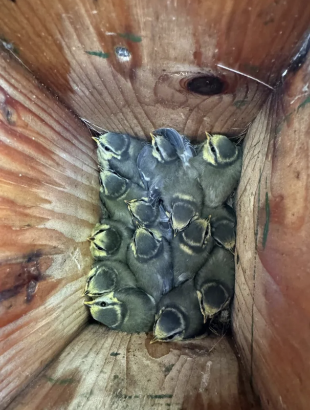 Nestkast vol koolmeesjongen