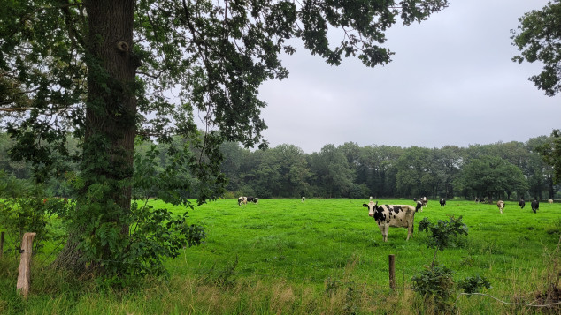 Cows in field