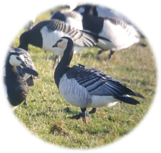 Barnacle goose equipped with a GPS tag as seen through binoculars