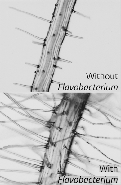 Flavobacterium