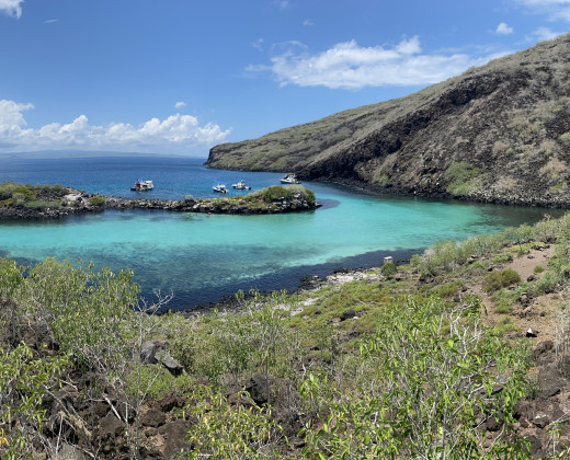 Galapagos Microbiome Project - sampling the microbiome of endemic Scalesia plants