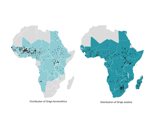 Distribution Striga
