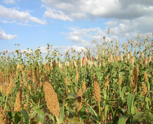 Sorghum
