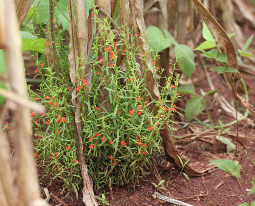 Striga asiatica on Maize
