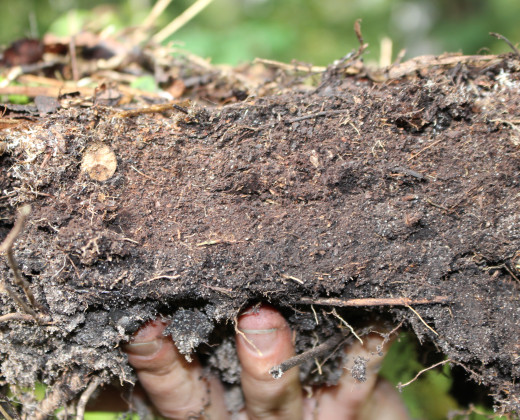 Soil
