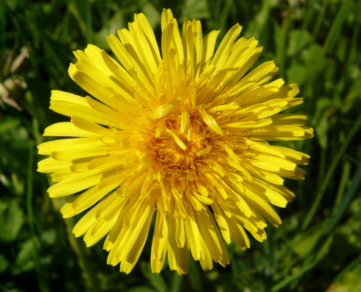 Dandelion