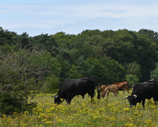 Cows