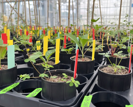 Plants in greenhouse