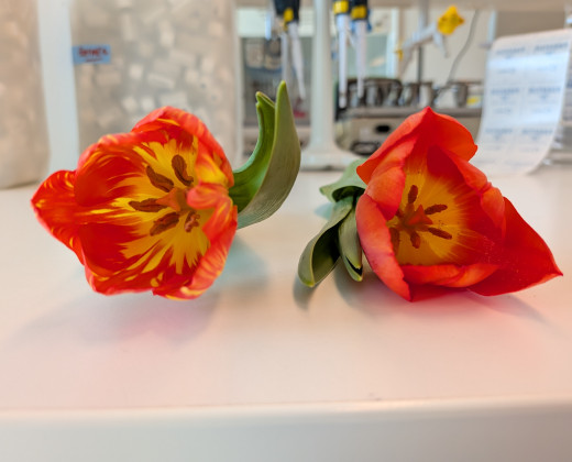 Los het tulpenmysterie op!