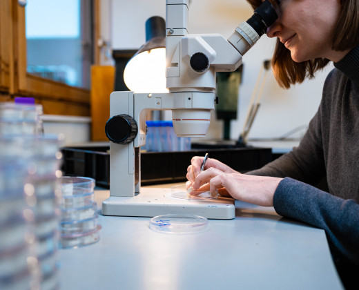 Microscopisch insectenmemory