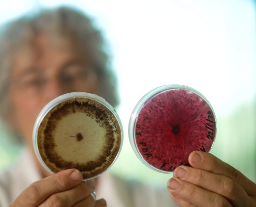 Stap in de wereld van microben