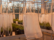 plantenkas