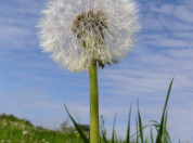 Seedhead