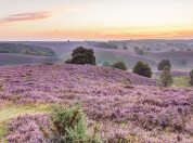Veluwezoom heide