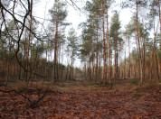 Hoge Veluwe