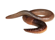 Tiny Ten: De regenworm