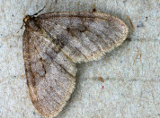 Winter moth