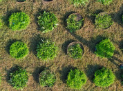 Soil ecotron as seen from the sky
