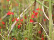 Striga asiatica