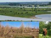 The effects of Rewilding on woody-plant regeneration and open-woodland mosaics