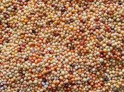 sorghum 