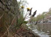 Stadse paardenbloem langs Amsterdamse gracht