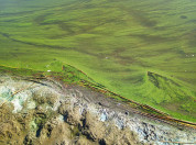 Blauwalgen en drijfhout