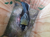 Koolmees op nest